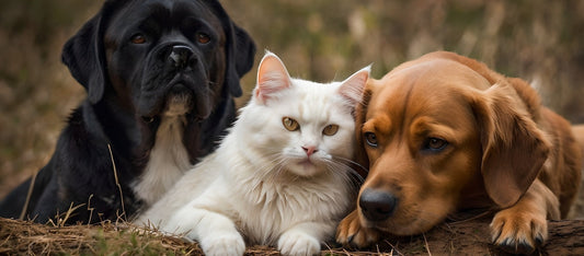 Our Custom Pet Urn Process