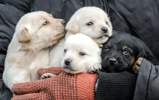 man holding 4 puppies